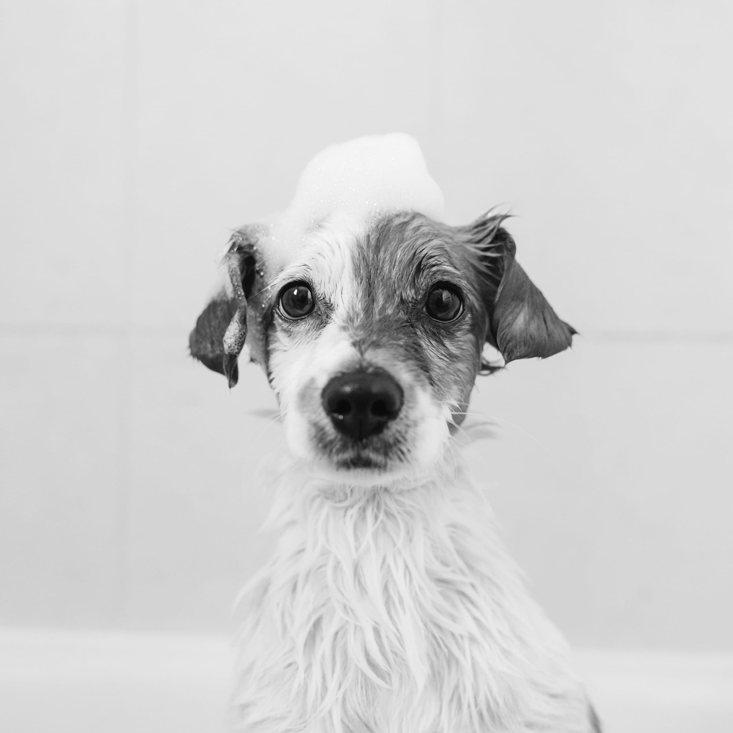 small-dog-getting-a-bath